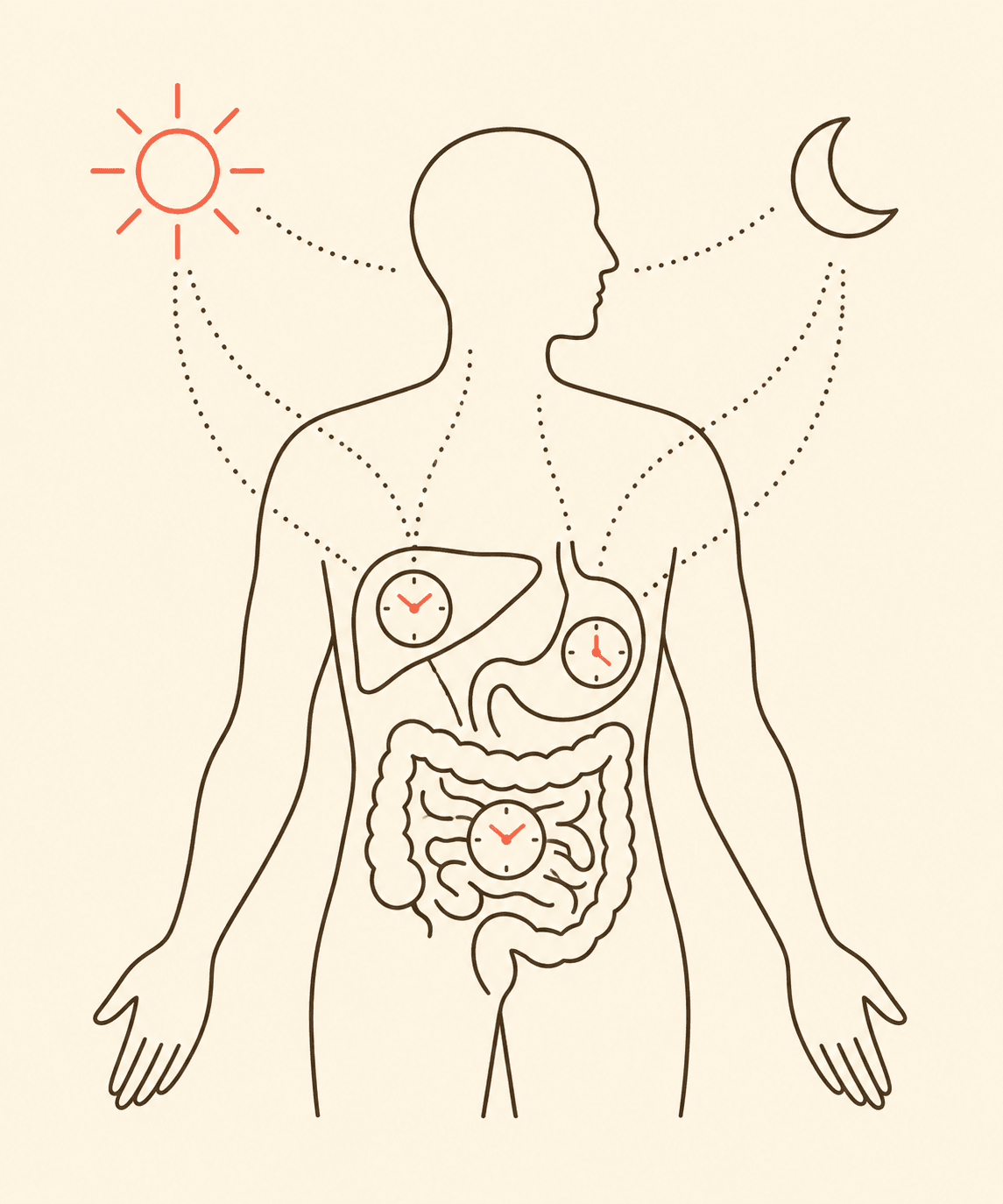 Silhueta humana em line art com ícones de relógio no fígado, estômago e intestino, ligados por linhas pontilhadas a um sol e uma lua